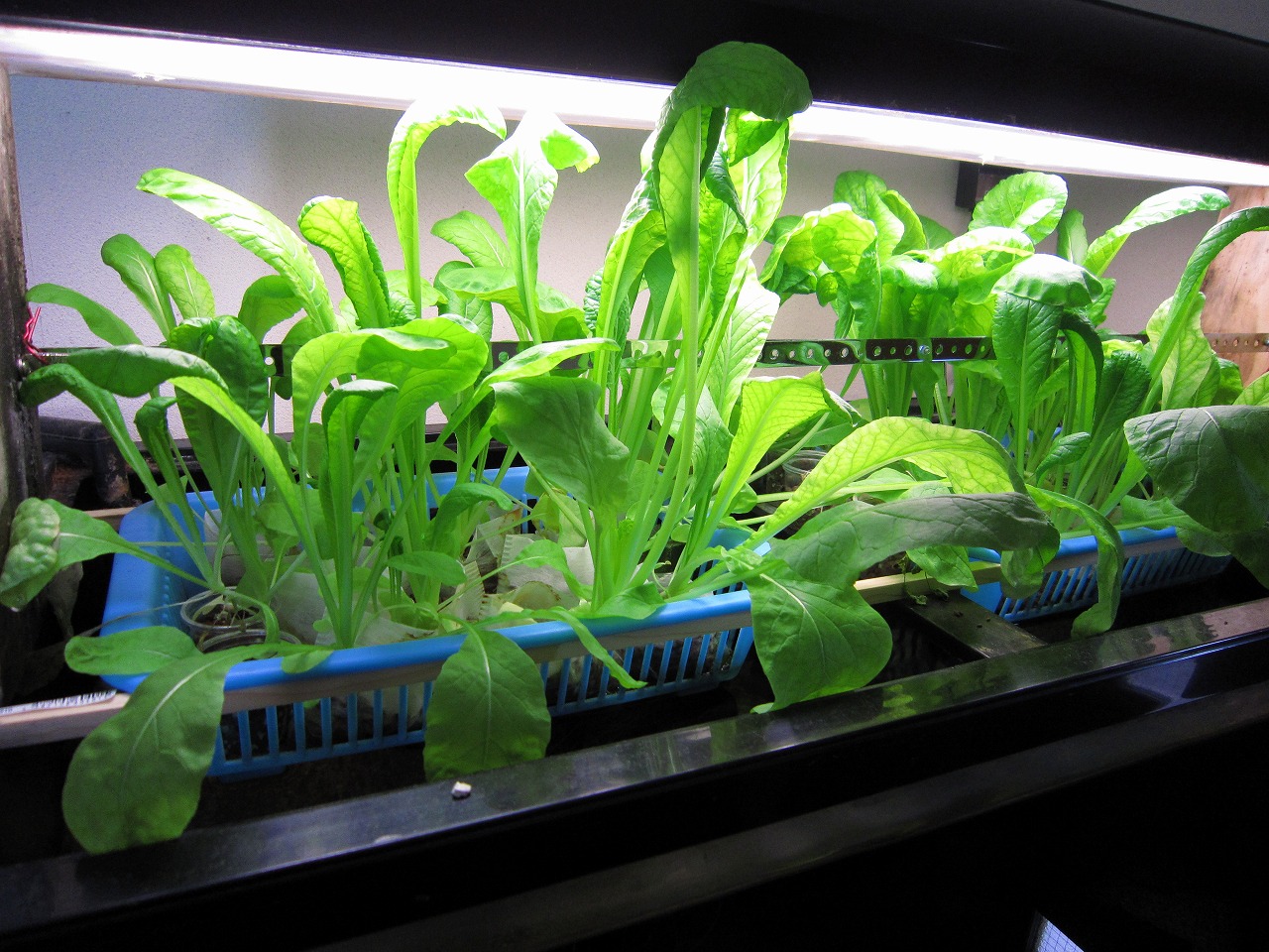 水質管理にお勧め！ 水槽で出来る野菜や植物の水耕栽培アクアリウム情報メディア トロピカ