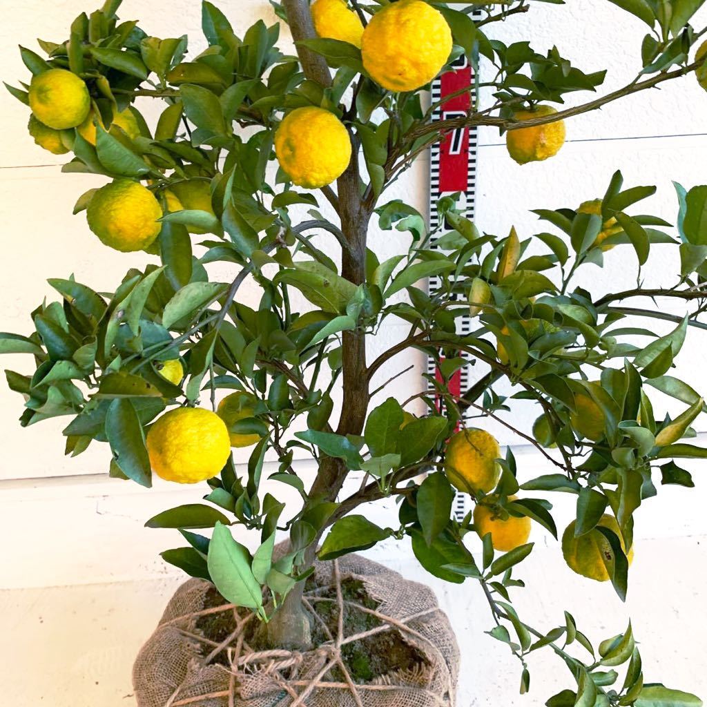 柚子みつ 200 - 木の花ガルテン-産直倶楽部