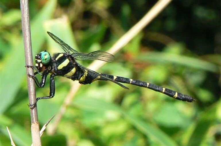 オニヤンマが小川の上を飛び廻っていました。 - 札幌・円山の四季