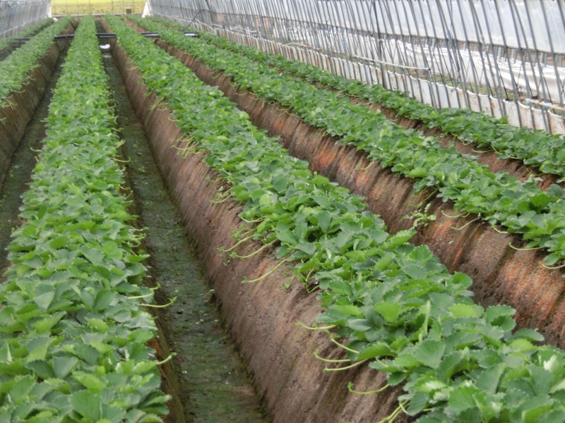 ハウス栽培のいちご 苺 果物 ビニールハウス の Stock フォトAdobe Stock