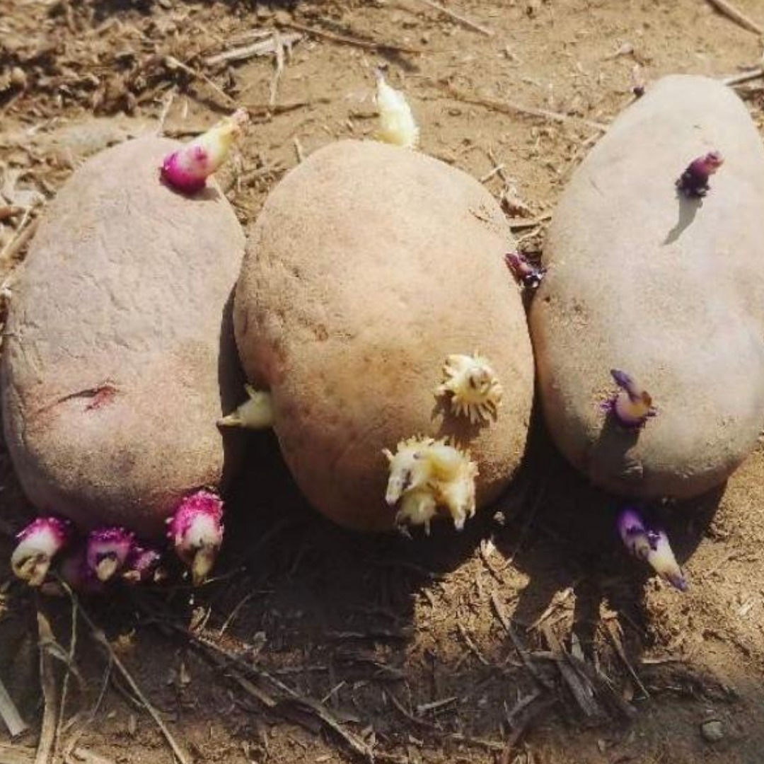 芽が出たじゃがいもの写真素材188574813- イメージマート