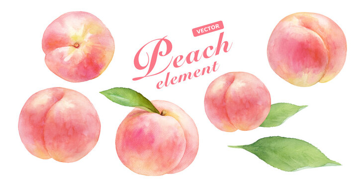 桃のイラスト01フリー素材 - GreenStock40