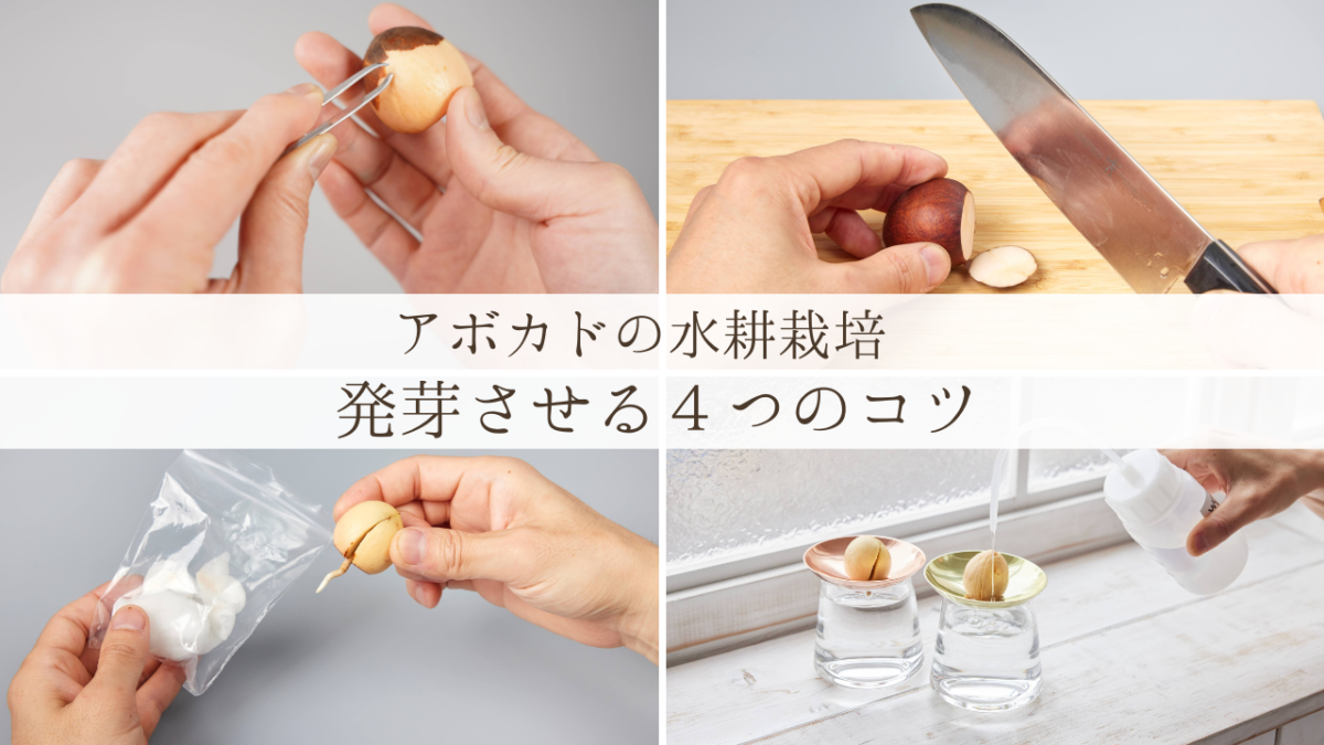 アボカドの水耕栽培の方法は?必ず芽が出る正しい方法を紹介