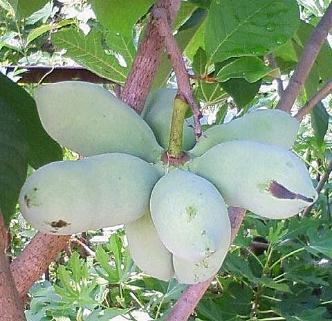 珍しい果物10選！レアで変わったフルーツの味や見た目を紹介食・料理オリーブオイルをひとまわし