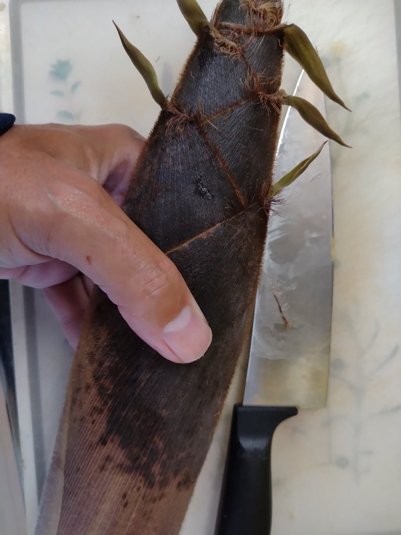 真竹のタケノコ掘り愚行日記