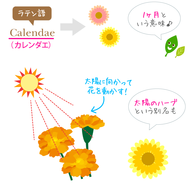 キレイの万能薬「カレンデュラ」の美容効果とは？効果的な使い方など。 - サンタローサ公式オンラインストア