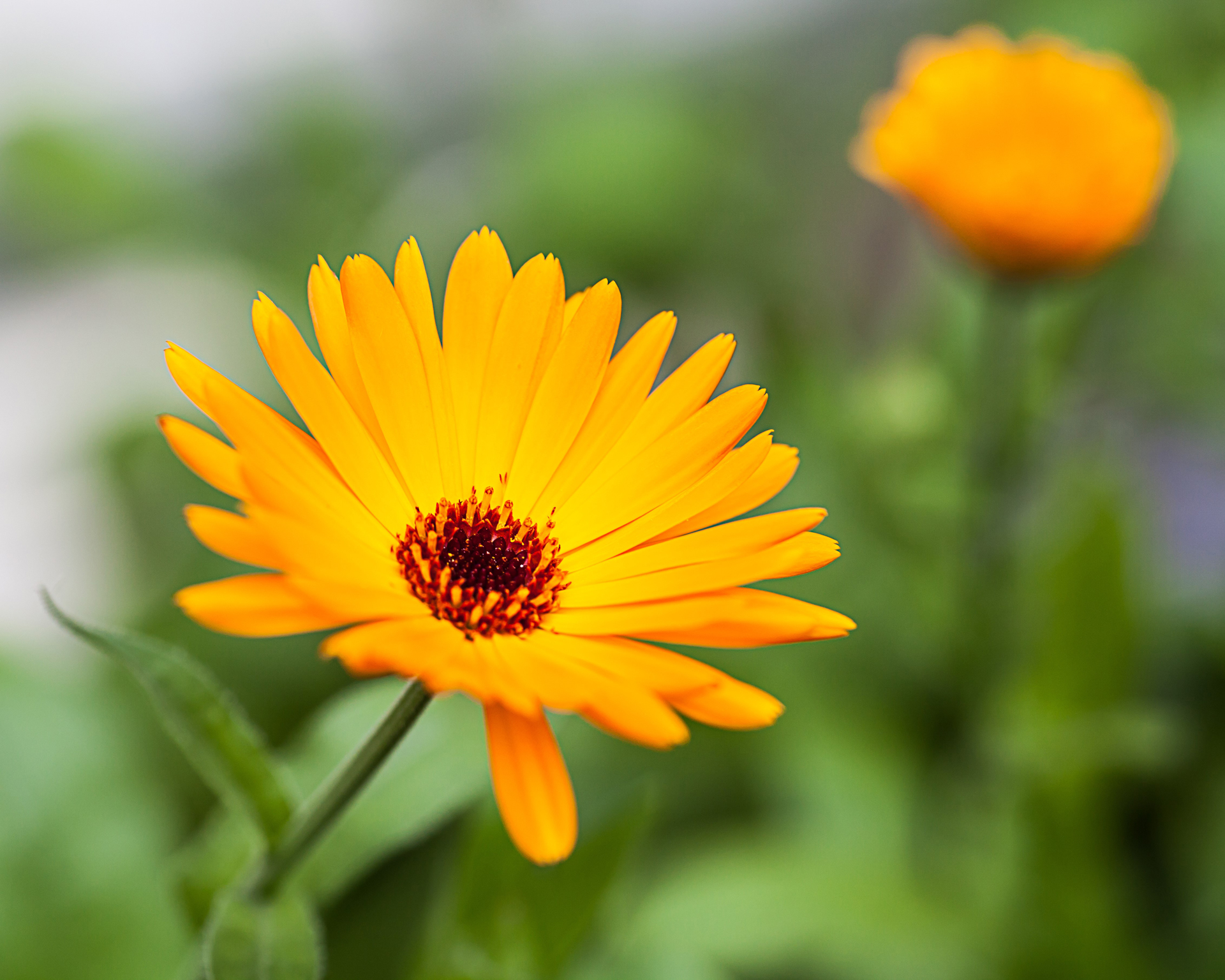 キンセンカ(カレンデュラ)の花言葉｜花が咲く季節や種類は？ - HORTI