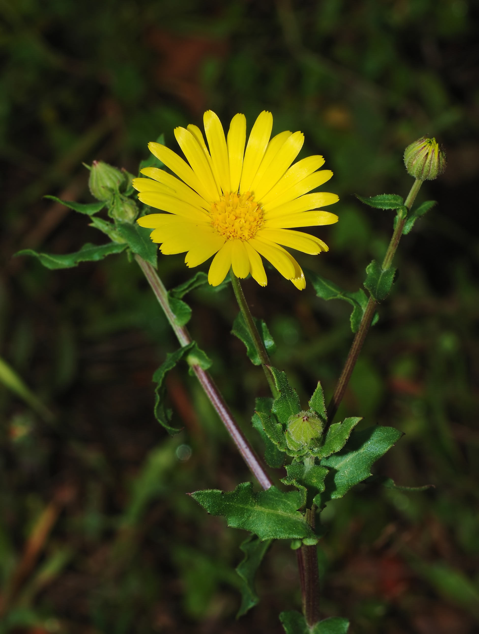 GKZ植物事典・カレンデュラ