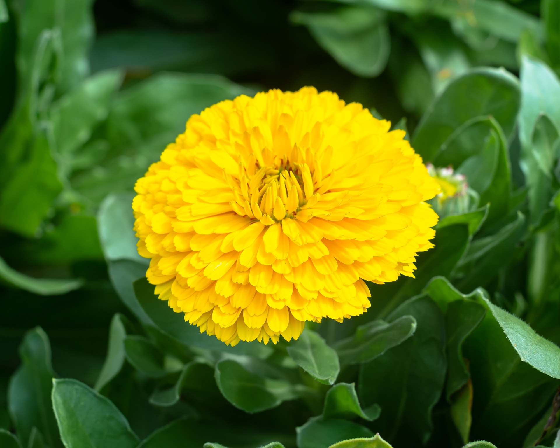 Calendula (Marigold) –