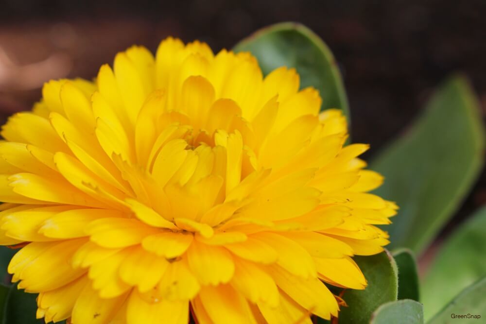 キンセンカ(カレンデュラ)の花言葉｜花が咲く季節や種類は？ - HORTI 〜ホルティ〜