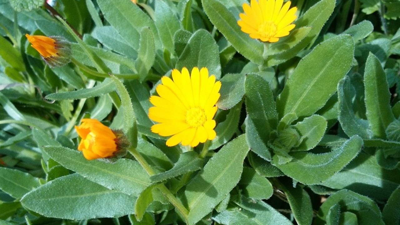 キンセンカ | Calendula officinalis