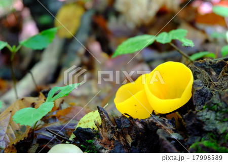 ウラスジチャワンタケ 裏筋茶椀茸