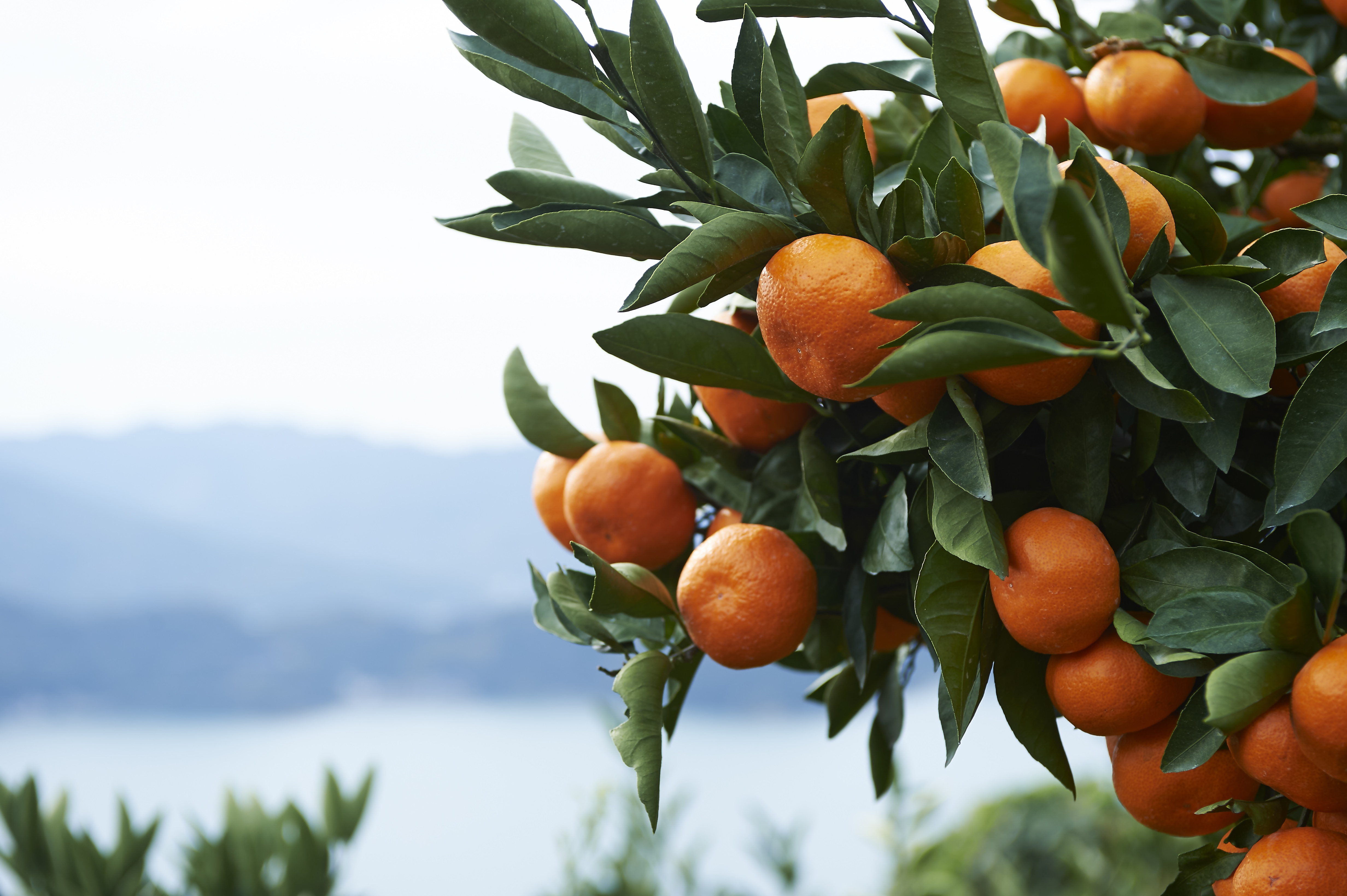 みかんに含まれる栄養素とそのはたらきとは？選び方や保存方法も紹介MediBalance