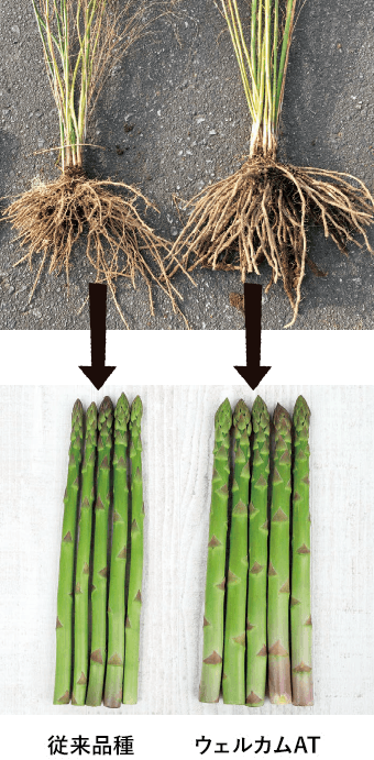 アスパラガス採りっきり栽培 栽培暦青空トマト学園