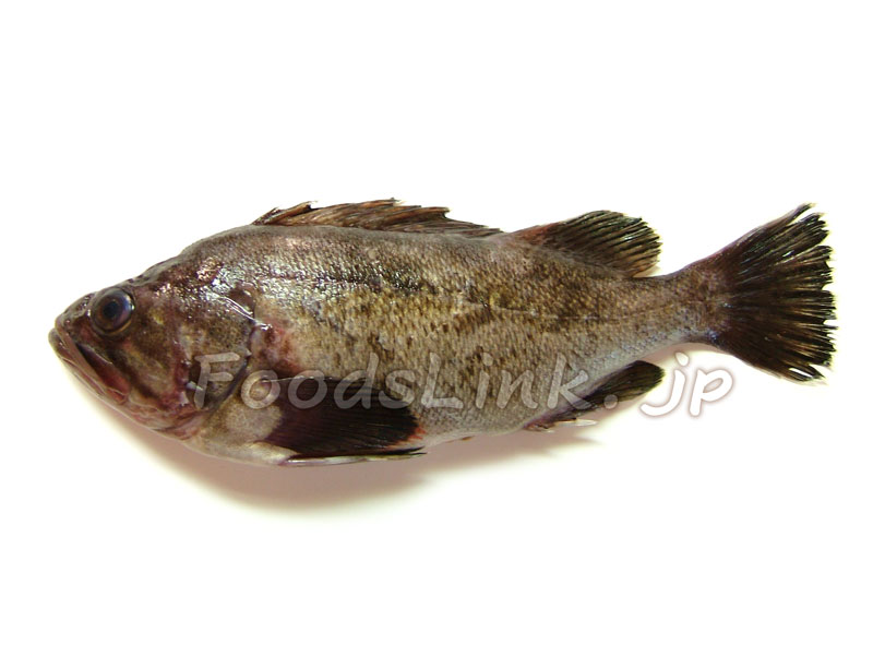 基本からアレンジまで！思わずつくりたくなる「エゾメバル」のレシピ集クックパッド