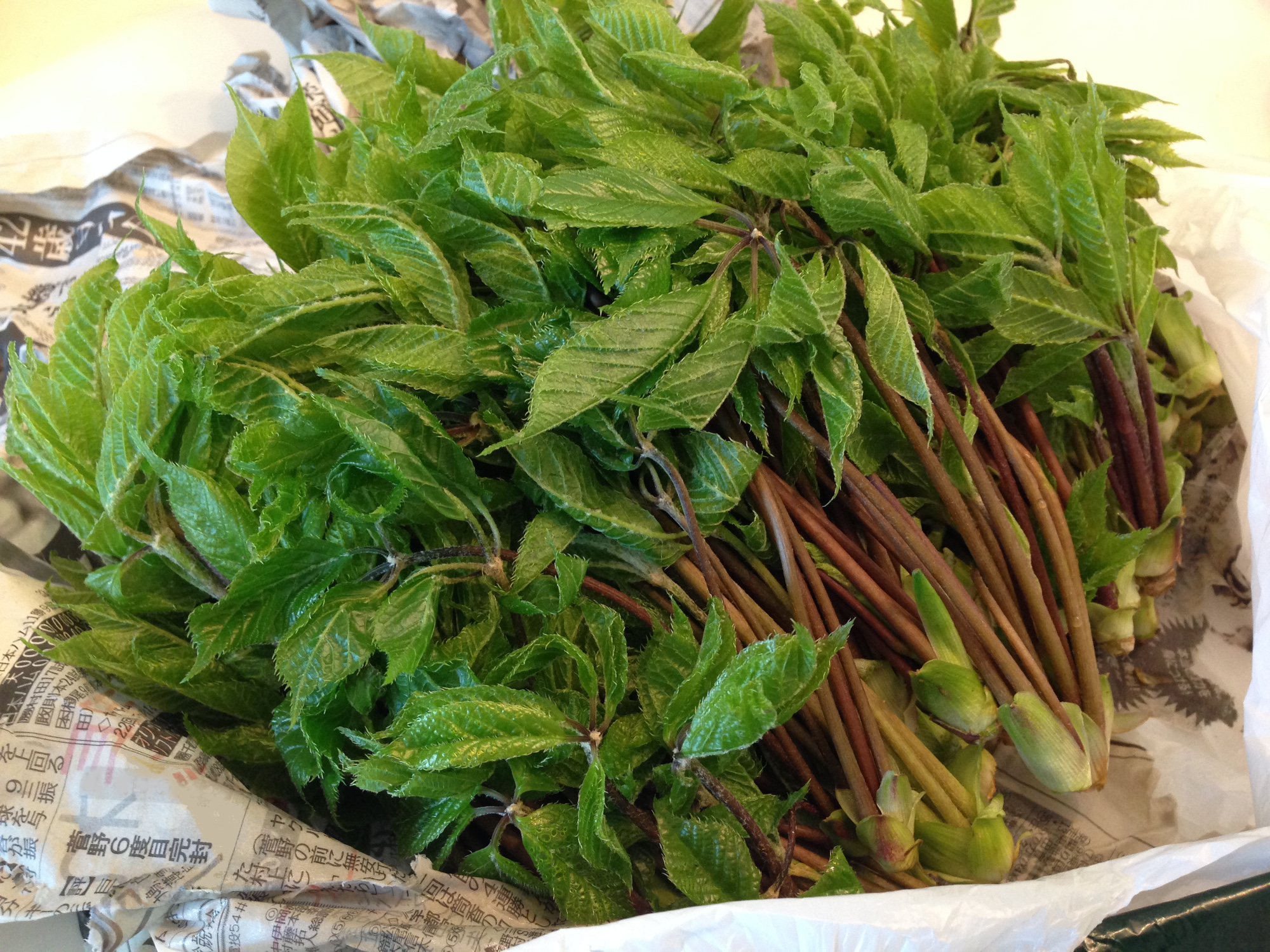 コシアブラ 芽 白木の芽 山菜の写真素材 - PIXTA