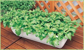 アイスプラントのプランターでの育て方・栽培方法