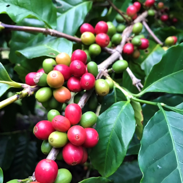 コーヒーノキとは育て方がわかる植物図鑑みんなの趣味の園芸 NHK出版