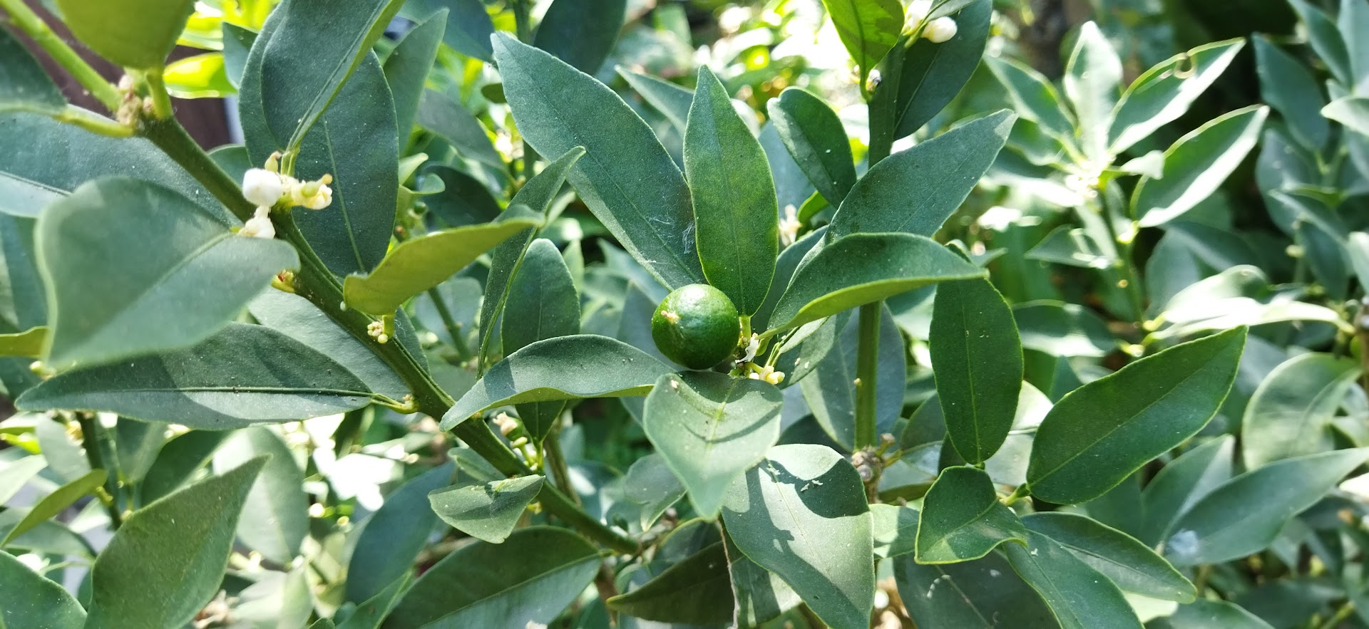 金柑の剪定 - YouTube