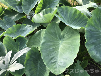 でかい葉っぱ～里芋 : 龍伝説のふるさと便り
