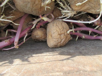 じゃがいもを光に当てないで保存したら発芽を抑えれるのか検証したら意外な結果に!生活知恵袋