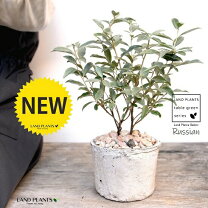 柳葉グミの一覧🍀GreenSnap グリーンスナップ