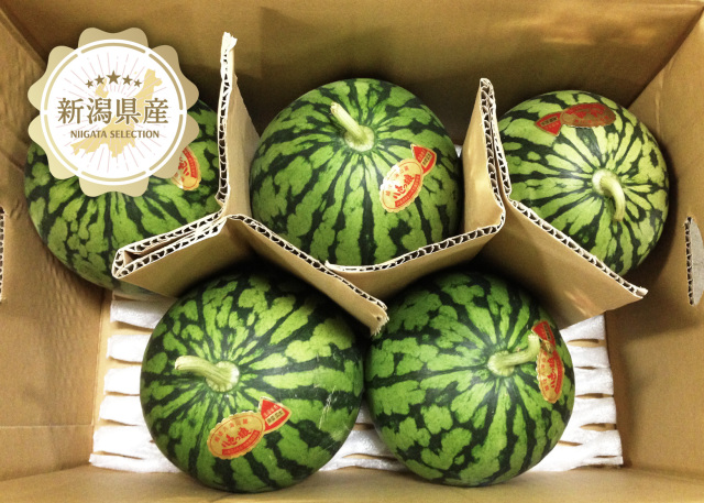 スイカの皮の光合成と縞模様の謎