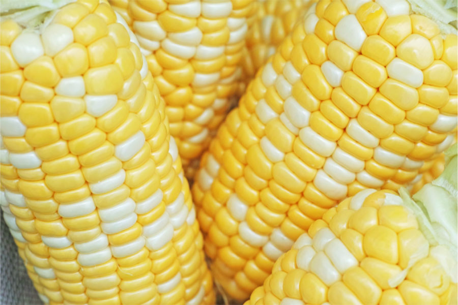 動物の飼料としても利用！世界のトウモロコシ 生産量ランキング - fumiblog