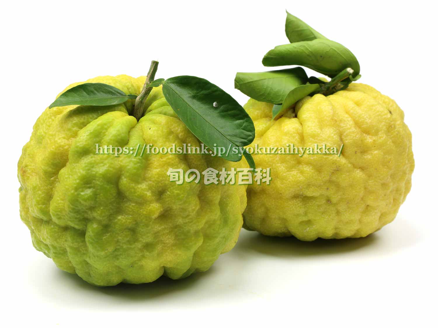 柚子の種類一覧！大きい柚子はこの品種だった？フルコラ