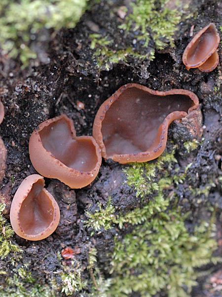 チャワン色々まねき屋のキノコblog