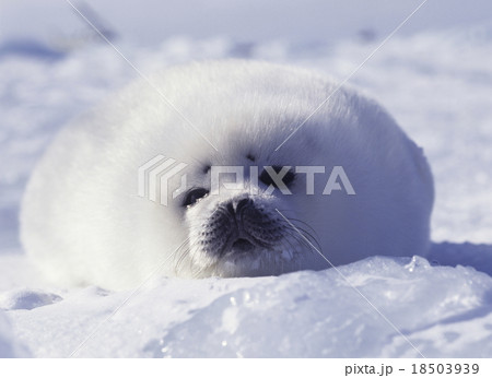 流氷の上で、アザラシの赤ちゃんに会った！ カナダ・マドレーヌ諸島朝日新聞デジタルマガジン＆ and