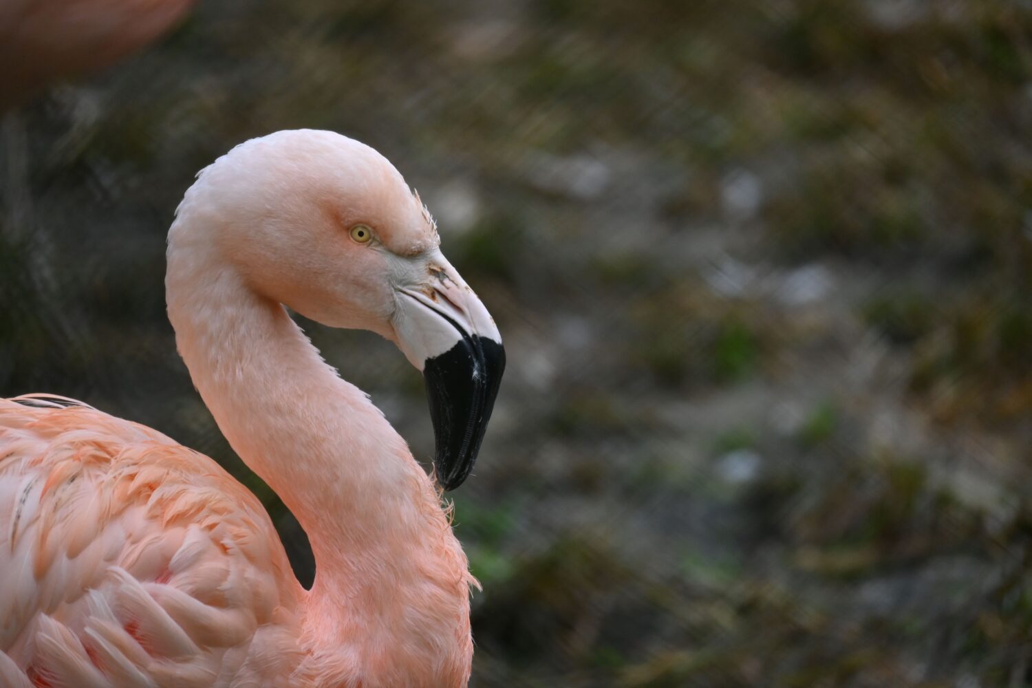 フラミンゴ Flamingo の色見本・カラーコード色彩図鑑 色の名前と色見本一覧