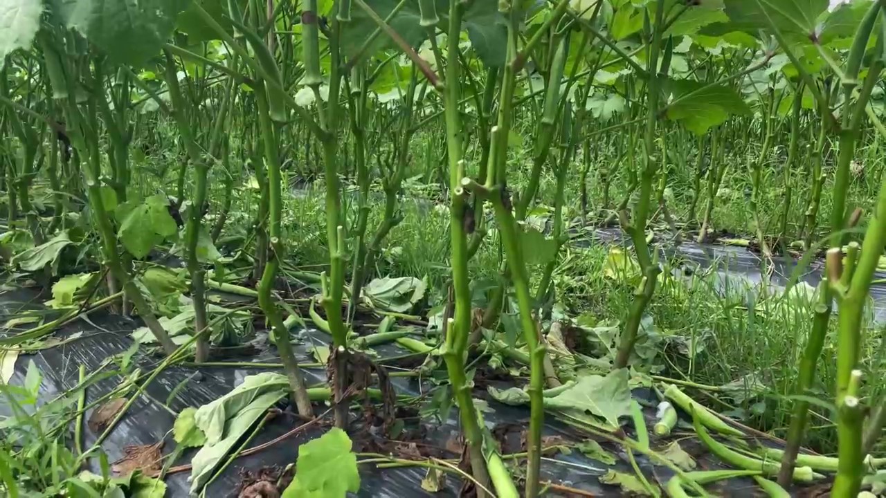 タキイのオクラ栽培マニュアル野菜栽培マニュアル調べるタキイ種苗株式会社