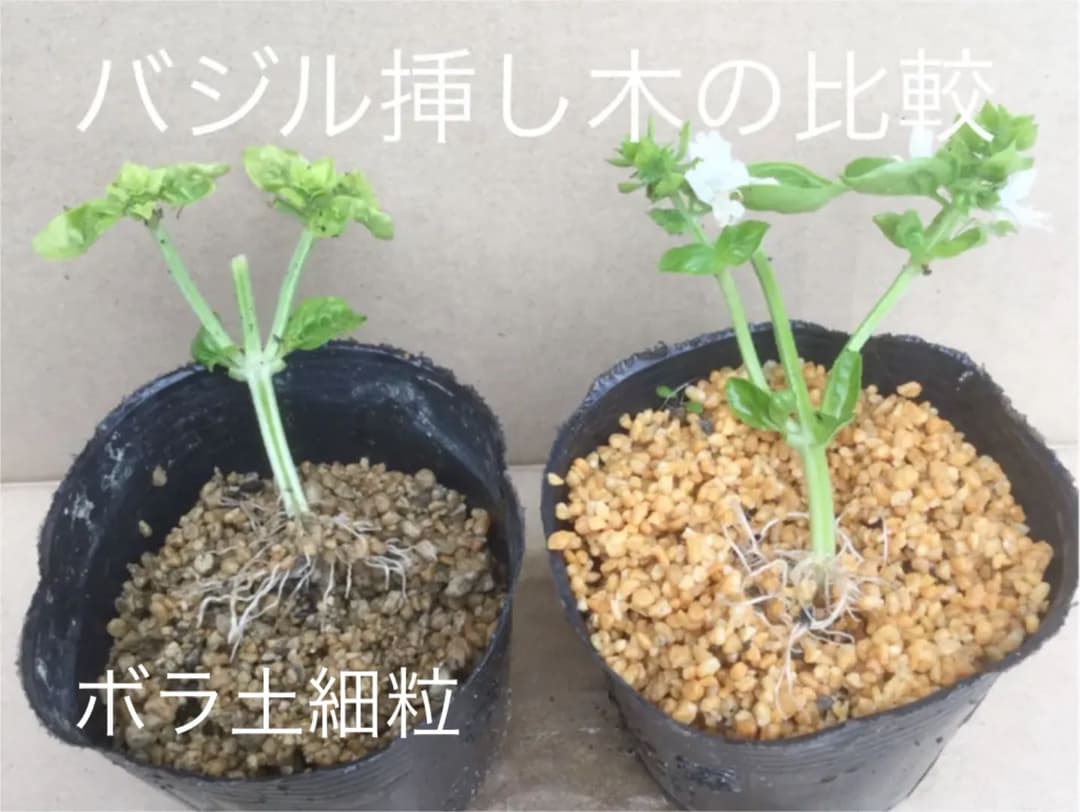 やってみた！バジルを挿し木で増やせた方法LOVEGREEN ラブグリーン