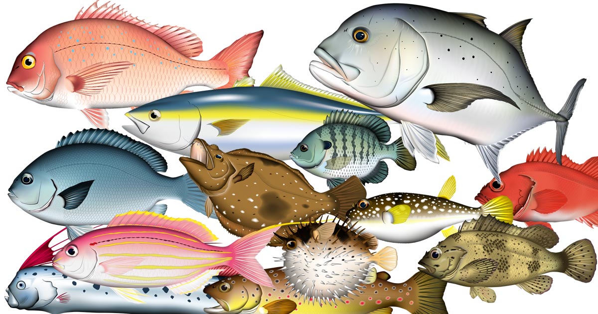 肉 魚 卵 豆腐のイラスト素材 - PIXTA