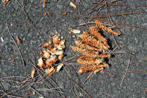 特集 美容系youtuberが実践した最強の松の実の食べ方！ナッツ通販の専門店大島ナッツ