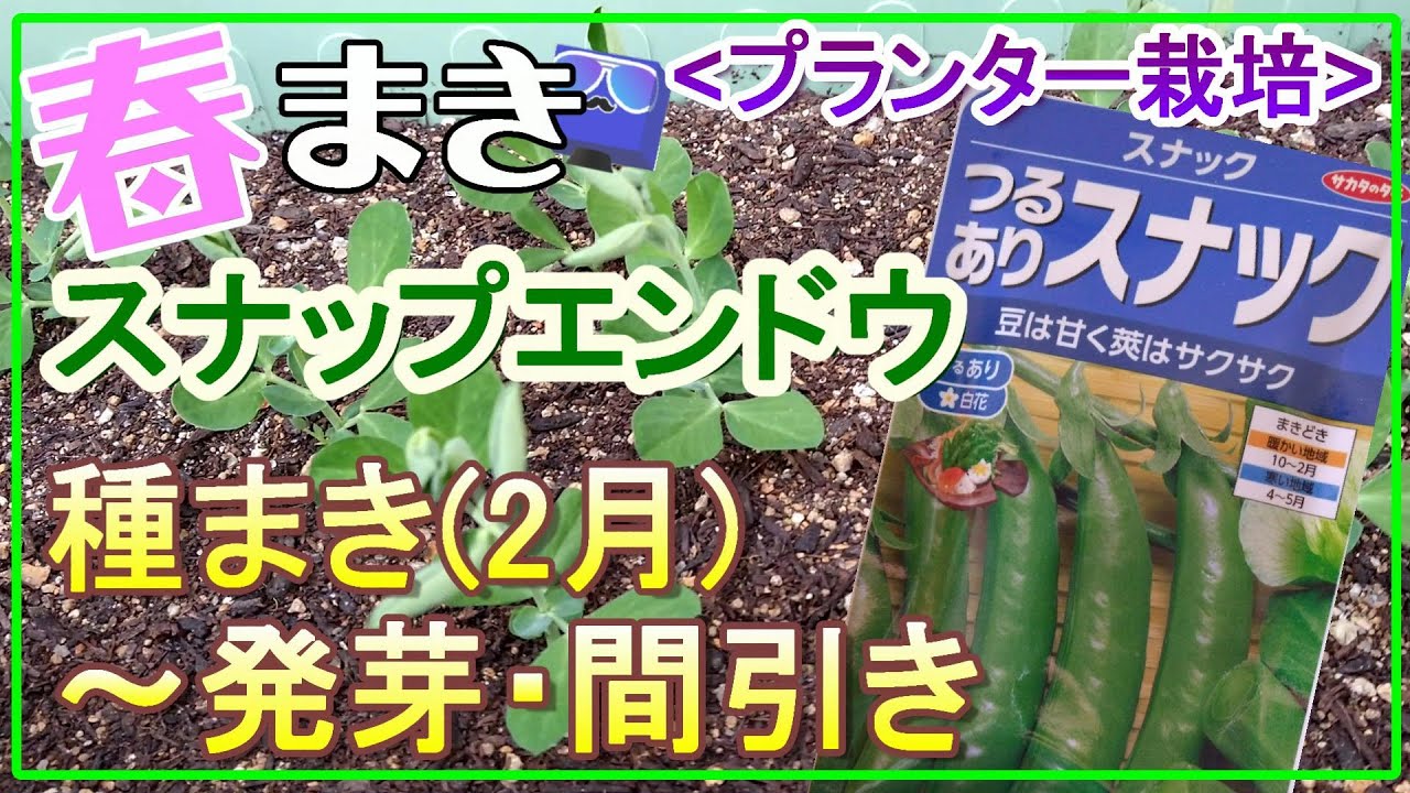 有機で簡単 スナップエンドウ 栽培方法