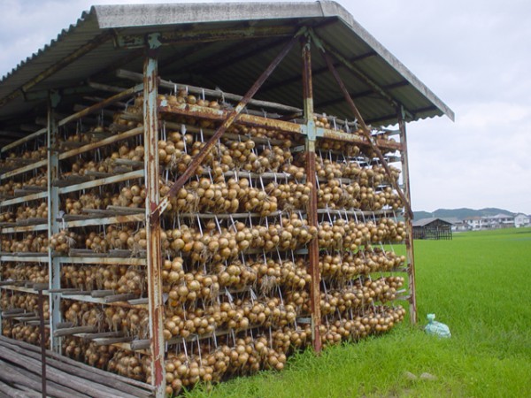 新玉ねぎの保存方法とは？冷蔵庫？常温？冷凍保存の方法も詳しく解説クラシル