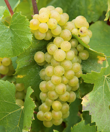 ブドウの木「シャルドネ」