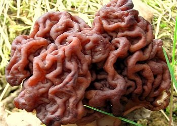 わらいたけ - 月刊 きのこ人