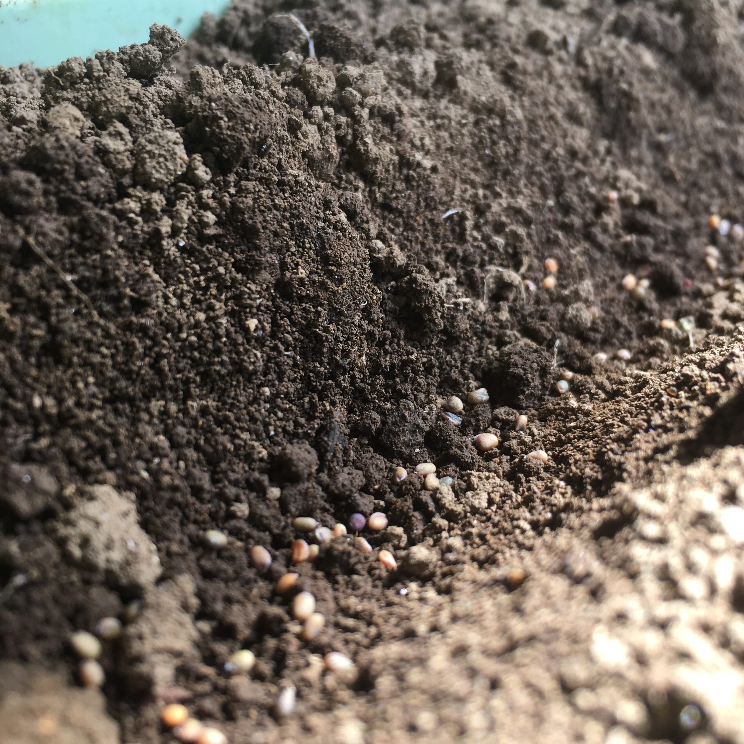 ルッコラの失敗しない育て方まとめ！農家が教えるプランター栽培Vege Rhythm