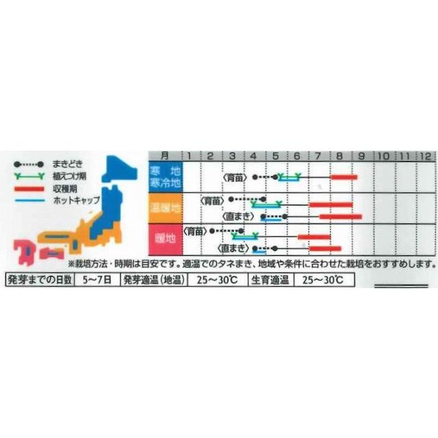 そうめんかぼちゃの栽培方法は？種まきは？苗の植え付けは？知っているとちょっと得する情報ブログ