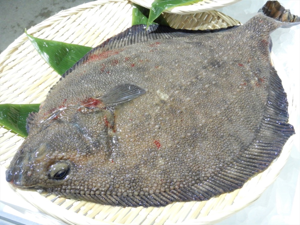 ヒラメ」と「カレイ」の違いって？ことくらべ