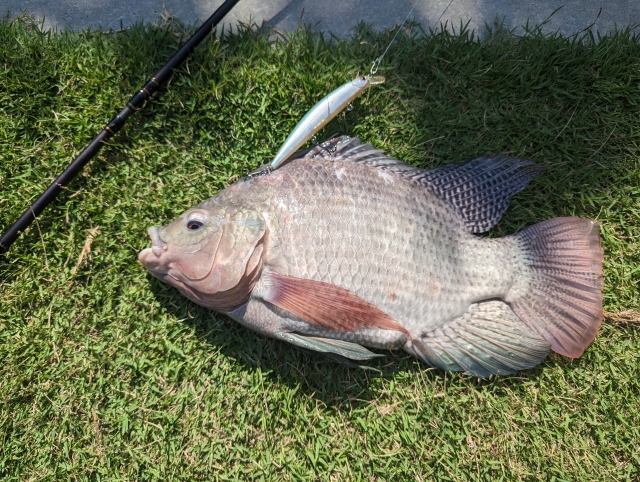 豊橋店 スタッフ佐々木『謎の寄生虫』にアタル – 豊橋店 Toyohashi