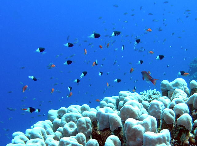 スズメダイ科、海水魚図鑑：Shiny Ace