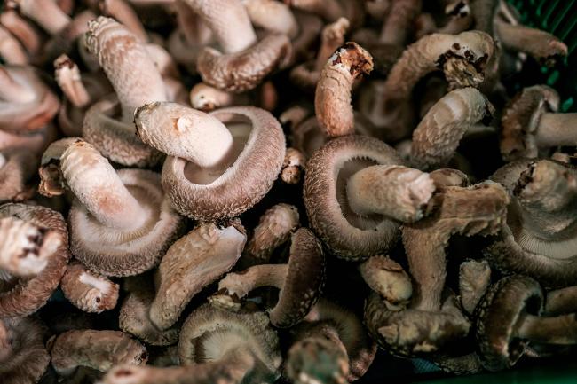 ☆Lentinula edodesシイタケ