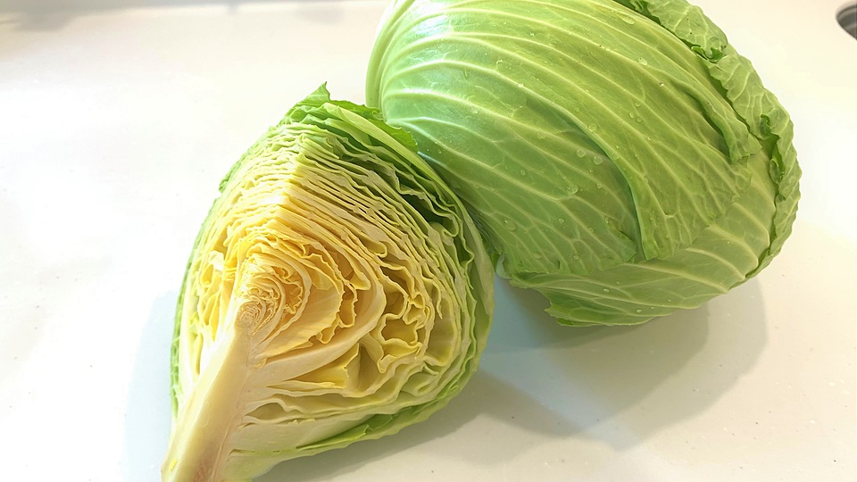 キャベツ Brassica oleracea var. capitata アブラナ科 BrassicaceaeCruciferaアブラナ属三河の植物観察