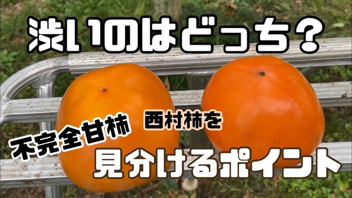 渋柿と不完全甘柿と完全甘柿。 - りょくけん東京