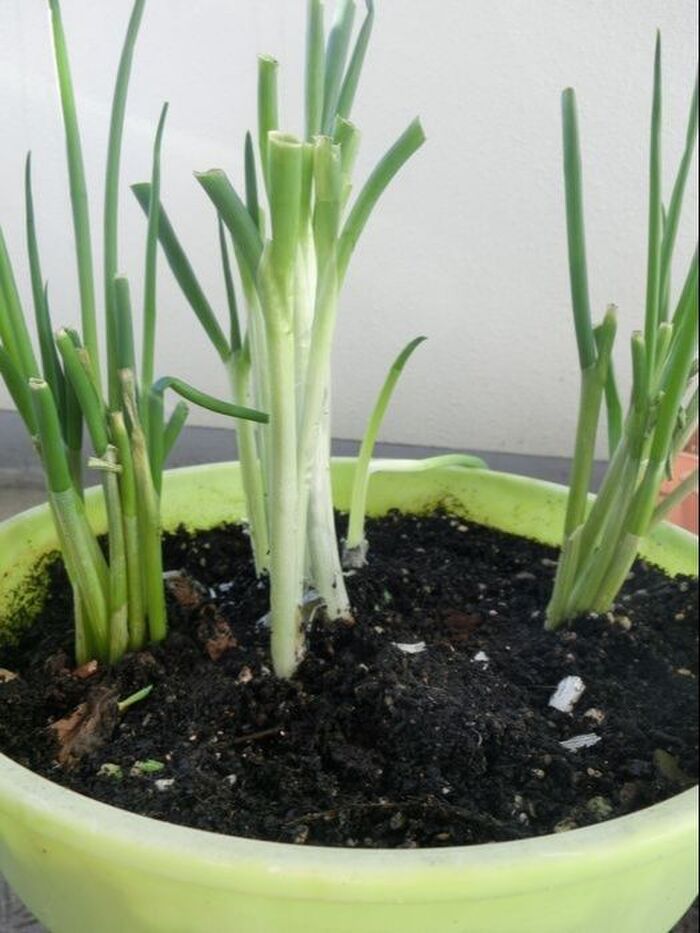 早く知りたかった」長ネギの”隠れた砂”や”汚れ”を簡単にラクに洗い落とす方法！ 知って得する調理術ぱるとよ 食材ブログ