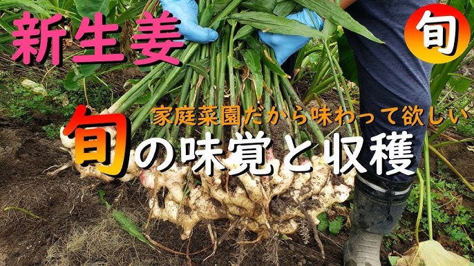 新生姜の旬の時期はいつ？産地や栄養成分、おすすめの食べ方をご紹介ふるなび公式ブログ ふるさと納税DISCOVERY